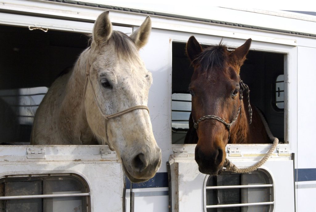 Horses in a horse trailer